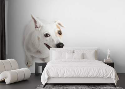 Dog russel terrier sitting on the white background Wall mural