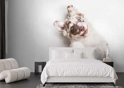 Funny studio portrait of the smilling puppy dog Australian Shepherd lying on the white background, giving a paw and begging Wall mural