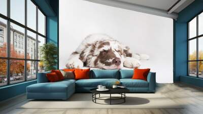 The studio portrait of the puppy dog Australian Shepherd lying and sleeping on the white background,  Wall mural