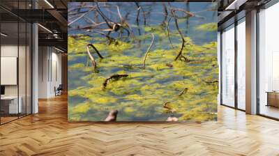 Algae growing in a pond. Wall mural