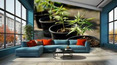 plant in a pot / Cannabis seedlings in a breeding pot Wall mural