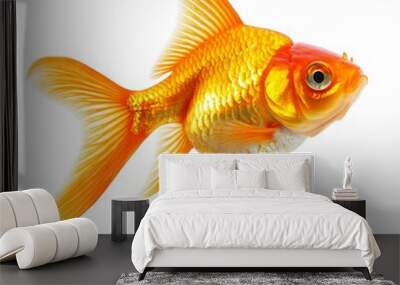 A goldfish swimming in a tank Wall mural