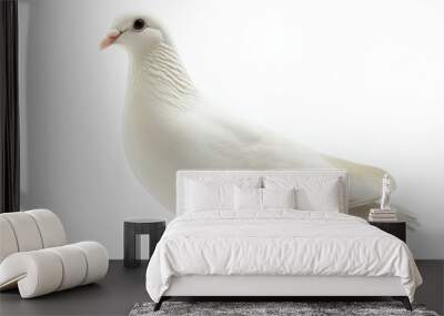 A white pigeon stands on a white background Wall mural