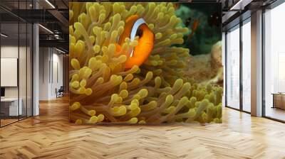 anemonefish Wall mural