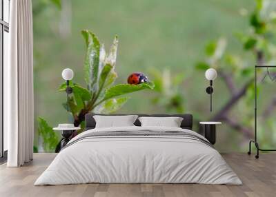 A ladybug is sitting on a leaf Wall mural