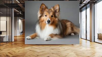 A Shetland Sheepdog captured in a studio with a simple gray background Wall mural