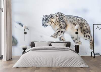 A snow leopard is walking on a snowy hill Wall mural