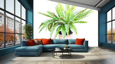 Bird Nest Fern, Asplenium nidus long green leaves in brown plant pot  isolated on cut out PNG or transparent background. It is epiphytic species of fern in family Aspleniaceae. Wall mural