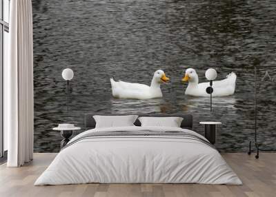 two ducks met on the lake... Wall mural