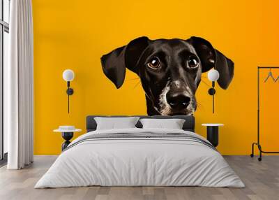 black labrador retriever on yellow background. Wall mural