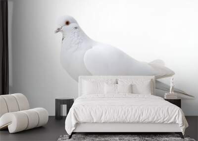 white pigeon isolated on white background Wall mural