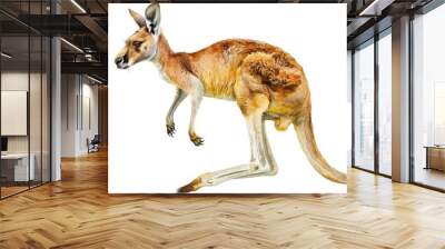 Kangaroo Hopping in Watercolor Style on White Background Wall mural