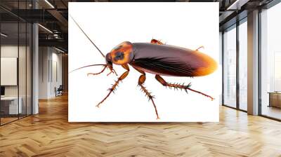 Cockroach isolated on transparent background Wall mural