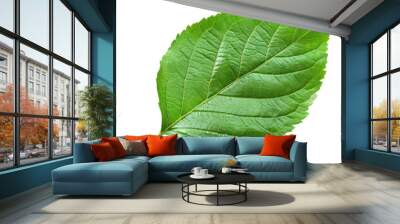 A vibrant green leaf stands alone against a transparent background complete with a handy clipping path for easy customization Wall mural