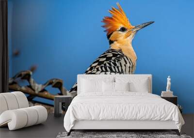 A wild Eurasian hoopoe resting on a lattice with a blue sky backdrop Wall mural