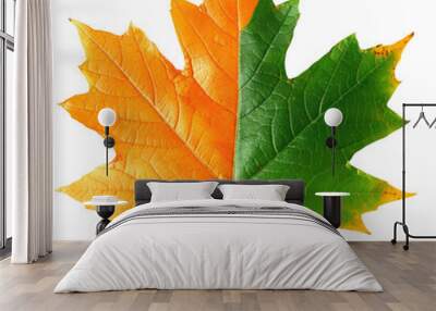 An orange and green maple leaf isolated on transparent background is what catches the eye Wall mural