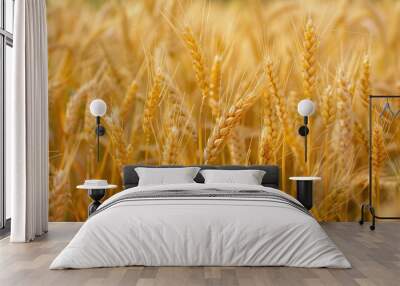 Field with mature cereal crops Wall mural