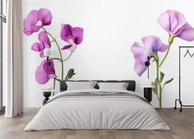 Isolated sweet pea flower on transparent background Wall mural