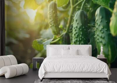 Mature green cucumbers developing in a greenhouse Vertical arrangement of cucumbers Organic agriculture Close-up view Wall mural