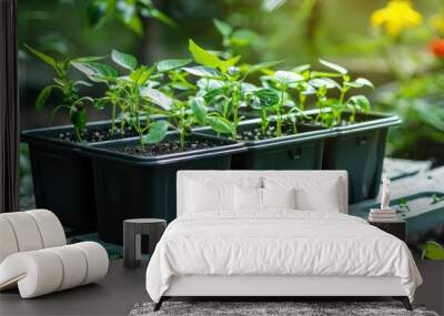 Raised garden planter prepared for planting young pepper seedlings in the spring, featuring a seedling tray on top. Wall mural