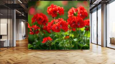 Red geraniums blooming in a garden during the summer Wall mural