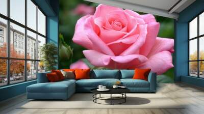 Rose flower of pink color blooming in the garden Wall mural