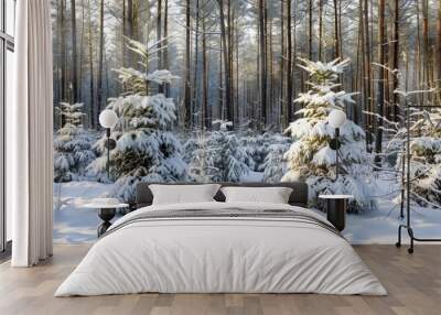 Snow covered young fir trees in the winter forest Wall mural