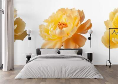 Yellow peony flower on transparent background closeup Wall mural