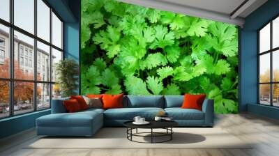 coriander leaves background on farming field Wall mural