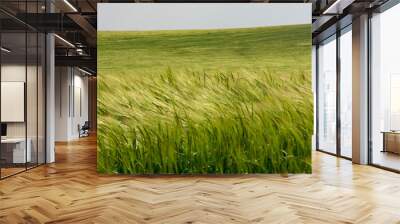 Green field of wheat on a windy day. Wall mural