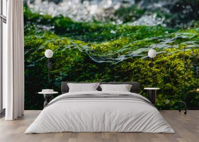 water drops on green moss Wall mural