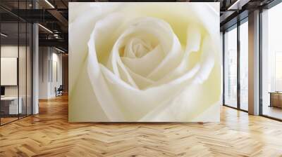 Beautiful sweet white roses in close up view macro concept to present rose texture and pattern for background. Luxury romantic gift on Valentine's. White rose is the symbol of true love and pure love. Wall mural