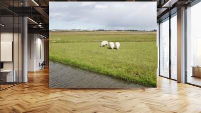 Dutch meadow landscape. Sheep in the pasture. Ditch, horizon, cloudy skies. Spring, Netherlands, May.  Wall mural