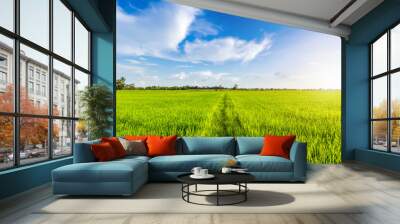 Beautiful environment landscape of green field cornfield or corn in Asia country agriculture harvest with sunset sky background. Wall mural