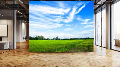 Beautiful green cornfield with fluffy clouds sky background. Wall mural