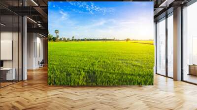 Beautiful green cornfield with sunset sky background. Wall mural