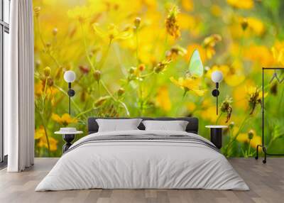 Beautiful Little butterfly with Yellow sulfur Cosmos flowers in the field Wall mural