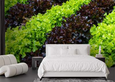 Beautiful organic green and red oak lettuce or Salad vegetable garden on the soil growing,Harvesting Agricultural Farming. Wall mural