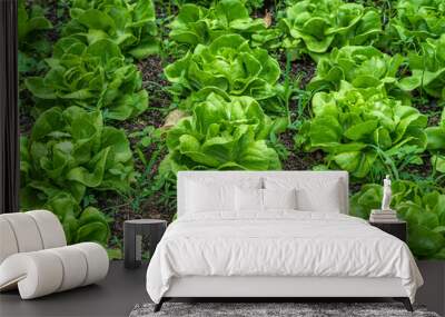 Beautiful organic green Butterhead lettuce or Salad vegetable garden on the soil growing,Harvesting Agricultural Farming. Wall mural