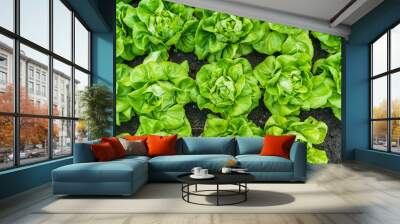 Beautiful organic green Butterhead lettuce or Salad vegetable garden on the soil growing,Harvesting Agricultural Farming. Wall mural