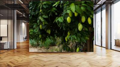 Close up of Fresh green Mangoes hanging on the mango tree in a garden farm with sunlight background harvest fruit thailand. Wall mural