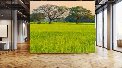 Scenic view landscape of Rice field green grass with field cornfield and two big trees on in Asia country agriculture harvest with fluffy clouds blue sky sunset evening background. Wall mural