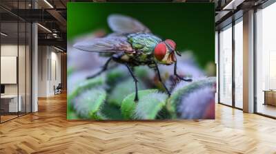 Macro A green fly with red eyes is sitting on a leaf Wall mural