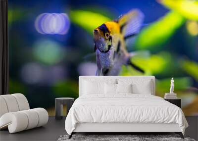 fish in aquarium Wall mural