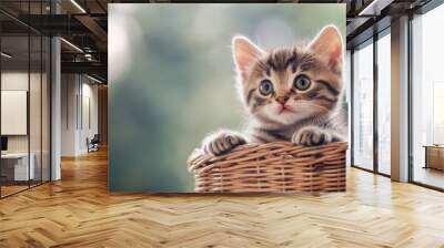 Adorable kitten looking out of a basket, soft background with wide copy space for text. Wall mural