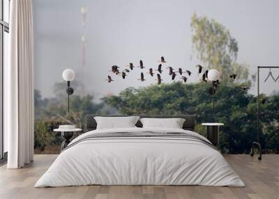 A flock of Lesser whistling duck (Dendrocygna javanica), also known as Indian whistling duck, angle view, in the morning flying over the large swamp under the clear sky in southern of Thailand. Wall mural