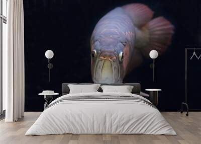 Asian arowana Wall mural