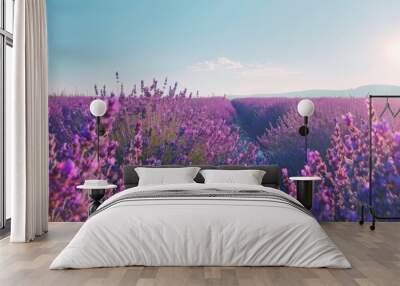 A field of lavender in full bloom, painting the countryside with hues of purple under a cloudless sky during a hot summer day. Wall mural