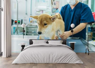 A veterinarian is examining the muscles and bones of a Shiba inu puppy. Wall mural