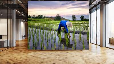 Farmers farming on rice terraces. Ban Pa Bong Piang Northern region in Mae Chaem District Chiangmai Province That has the most beautiful rice terraces in Thailand. Wall mural